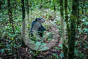 Chimpanzee Sitting in the Jungle in Kibale National Park, Uganda