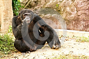 Chimpanzee sitting peacefully