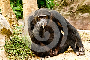 Chimpanzee sitting peacefully