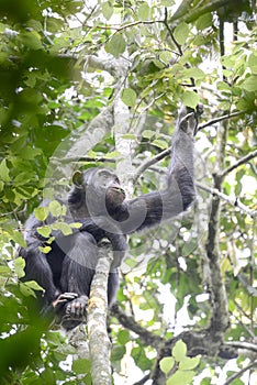 Chimpanzee sitting in the rainforest of Uganda
