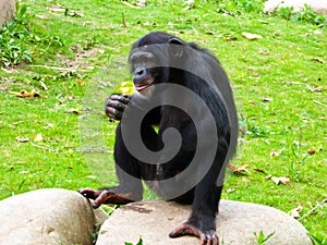 A Chimpanzee sitting on the rock