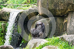 Chimpanzee sitting on a rock near a water fall