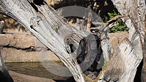 Chimpanzee sitting sad in a tree at The zoo looking depressed or bored unhappy monkey