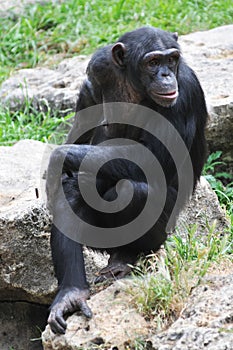 Chimpanzee sitting on the stone