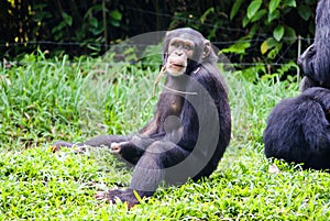 Chimpanzee sitting with a straw in his mouth and looking at came