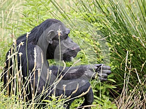 Chimpanzee sitting in tall grass