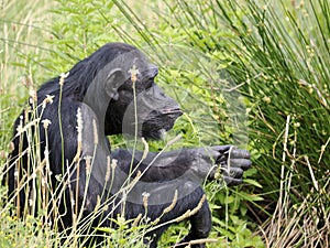 Chimpanzee sitting in tall grass photo