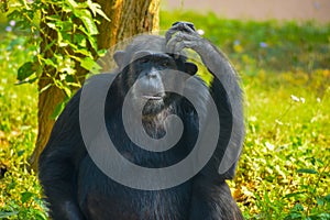 Chimpanzee sitting and thinking about something