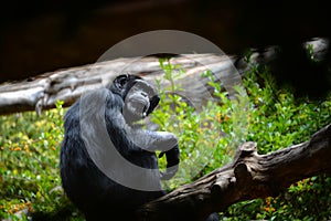 Chimpanzee sitting on a tree branch photo