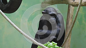 Chimpanzee sitting on a tree branch in a zoo.