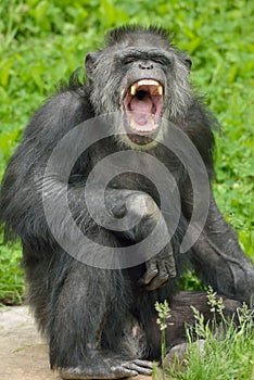 Chimpanzee Standing with Mouth Open
