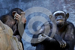 Chimpanzee talking