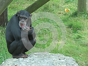 Chimpanzee thinking about life while sitting on a rock