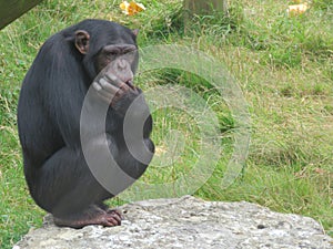 Chimpanzee thinking about life while sitting on a rock