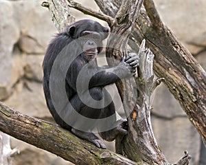 Chimpanzee in a tree