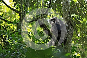 Chimpanzee in Tree