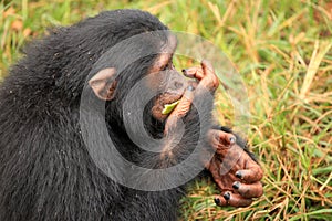 Chimpanzee - Uganda