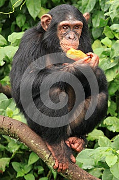 Chimpanzee - Uganda