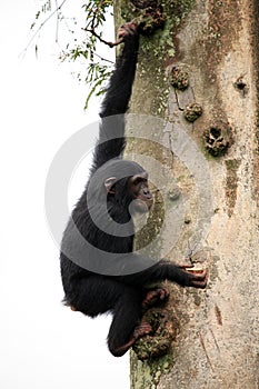 Chimpanzee - Uganda