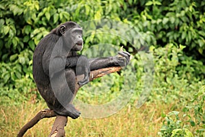 Chimpanzee - Uganda