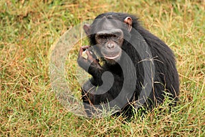 Chimpanzee - Uganda