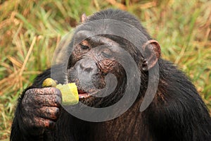 Chimpanzee - Uganda