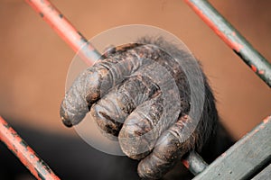 Chimpanzee - Uganda