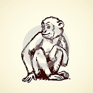 Chimpanzee. Vector illustration