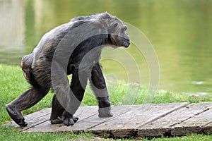 Chimpanzee walking