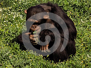 A chimpanzee who eats photo