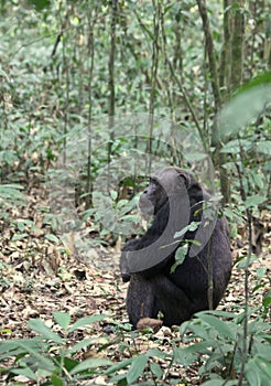 Chimpanzee in the Wilds of Uganda