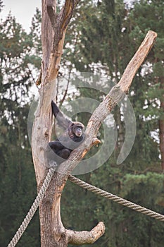 A chimpanzee on a wooden scaffold