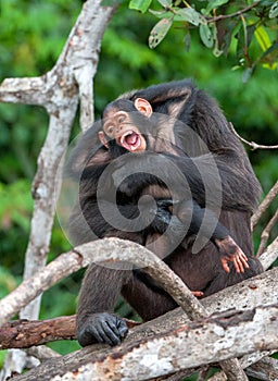 Chimpanzee (Pan troglodytes) photo