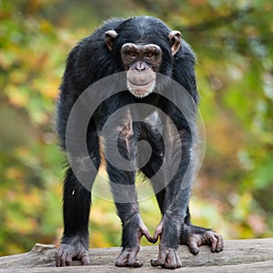 Chimpanzee XII