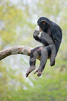 Chimpanzee XIII