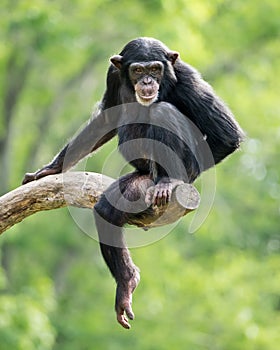 Chimpanzee XXIII