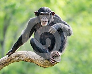 Chimpanzee XXVI