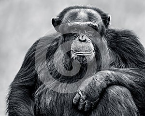 Chimpanzee XXXI photo