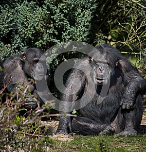 Chimpanzee - Zambia photo