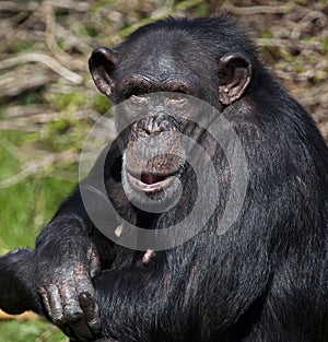 Chimpanzee - Zambia photo