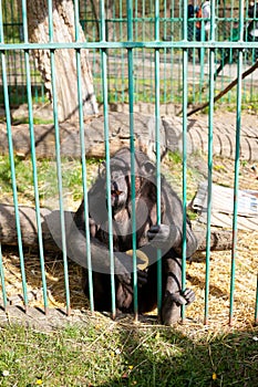 Chimpanzee in the zoo