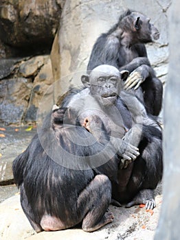 Chimpanzees