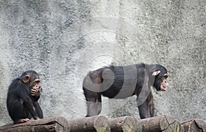 Chimpanzees