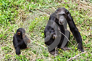 Chimpanzees