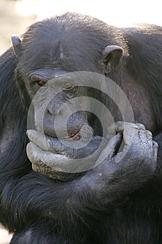 Chimpanzees photo