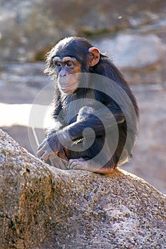 Chimpanzees photo