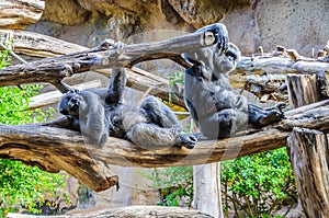 Chimpanzees, chim monkeys in Loro Parque, Tenerife, Canary Islands