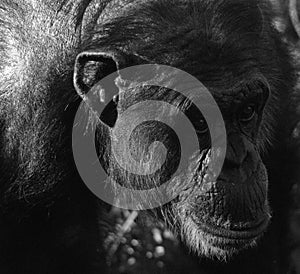 Chimpanzees or chimps are the species of the great apes in the genus Pan,