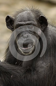 Chimpanzees photo