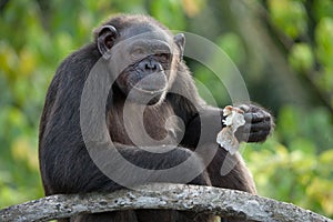 Chimpanzees eat fruit. Republic of the Congo. Conkouati-Douli Reserve.